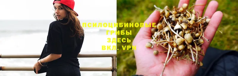 где купить наркотик  Аксай  Галлюциногенные грибы MAGIC MUSHROOMS 